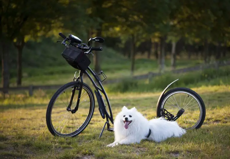What Is The Best Electric Bicycle